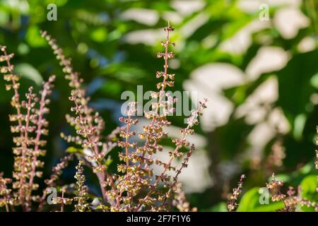 Tulsi , holy basil (Ocimum tenuiflorum) flowers in the garden. Stock Photo