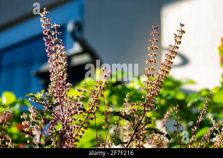 Tulsi , holy basil (Ocimum tenuiflorum) flowers in the garden. Stock Photo