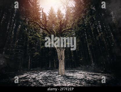 Lonely dry tree in a center of pine forest, landscape in early spring season Stock Photo