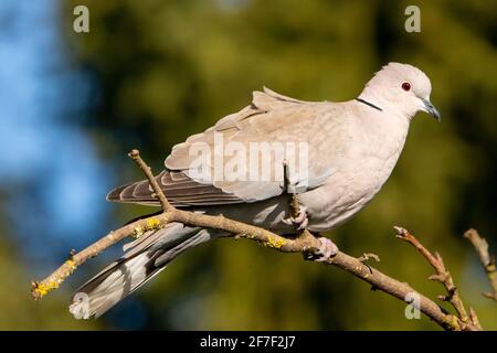 Collared Dove, medium sized bird, perched on a branch in a British Garden Stock Photo