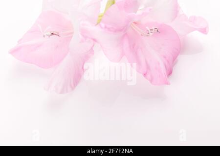 Romantic banner, delicate white pink flowers close-up. Fragrant pink petals, abstract romance background, pastel and soft flower card Stock Photo