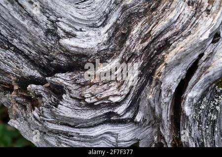 Old rotten tree stump with cracks. Background texture: rotting wood of an old tree. Dry fallen tree in the forest Stock Photo