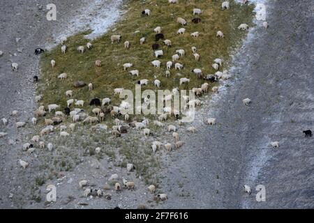 Grazing Sheep at Ladakh, Jammu Kashmir, India Stock Photo