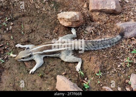 Indian Palm Squirrel, Funambulus palmarum, Ranathambore, Rajasthan, India Stock Photo