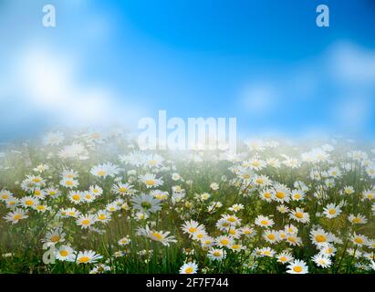 Flowers daisies in summer spring meadow in morning fog on background blue sky with white clouds. Summer natural idyllic pastoral landscape - chamomile Stock Photo