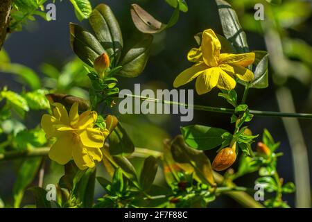 Flowers and buds of the primrose jasmine plant, Jasminum mesnyi Hance, illuminated by a spring sun. Abruzzo, Italy, Europe Stock Photo