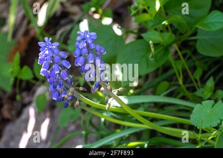 Purple flowers of Common grape-hyacinth, Muscari armeniacum Leichtlin ex Baker, in backlight with the background blurred. Macro photography. Abruzzo, Stock Photo
