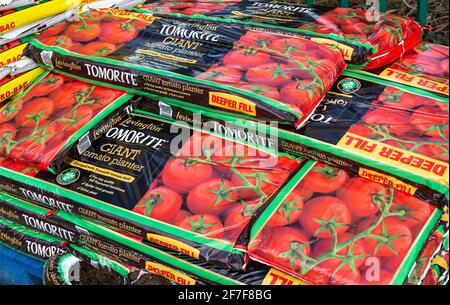 Bags of Levington Tomorite giant tomato planter grow bags stacked up, UK Stock Photo