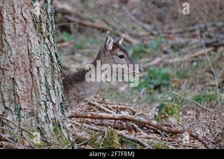Female Fallow Deer in the Forest of Dean UK Stock Photo