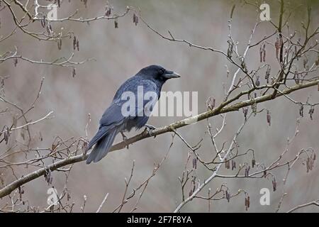 Carrion Crow perched in a tree Stock Photo