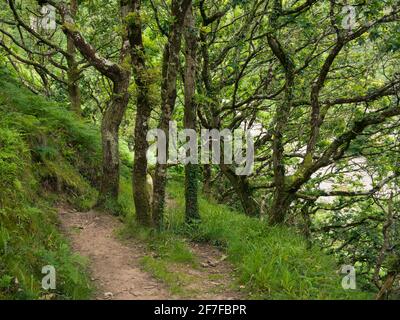 The South West Coast Path through West Woodybay Woods between Woody Bay and Heddon’s Mouth in Exmoor National Park, North Devon, England. Stock Photo