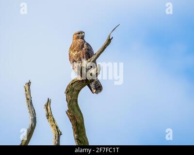 Common Buzzard on perch, looking out Stock Photo