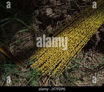photo of newly formed ripes of date palm in iraq Stock Photo