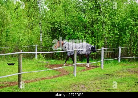 horse walks in a clearing behind a fence, in the spring Stock Photo