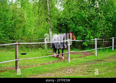 horse walks in a clearing behind a fence, in the spring Stock Photo