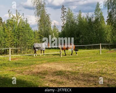 horse walks in a clearing behind a fence, in the spring Stock Photo