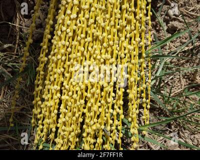 photo of newly formed ripes of date palm in iraq Stock Photo