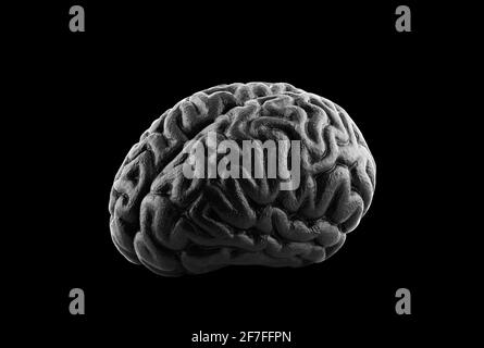 Black human brain model isolated on black background with clipping path Stock Photo