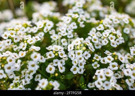 Carpet of small white fragrant flowers alyssum Stock Photo