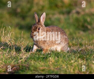 Wild rabbit out in the early spring time Stock Photo