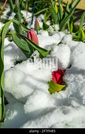 Rote Tulpen wurden im Frühling nochmals eingeschneit. Snow on red tulips in springtime. the beautiful garden with flowers covered with snow on easter