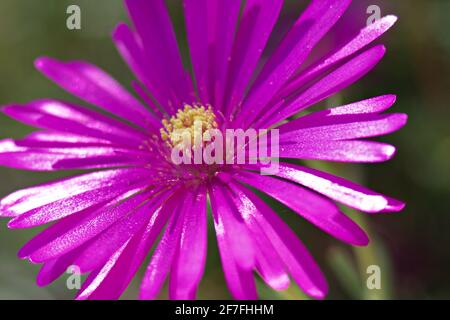 Delosperma cooperi Stock Photo