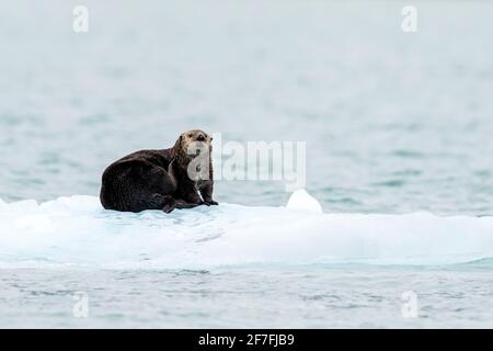 Adult female sea otter (Enhydra lutris), hauled out on ice in Glacier Bay National Park, Southeast Alaska, United States of America, North America Stock Photo