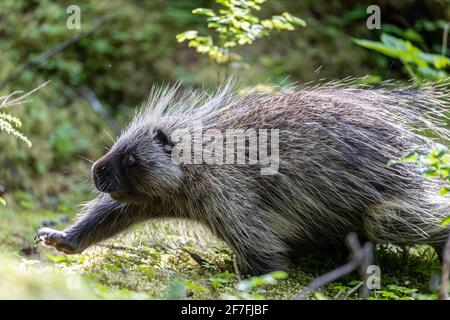 Adult North American porcupine (Erethizon dorsatum), running in Glacier Bay National Park, Alaska, United States of America, North America Stock Photo