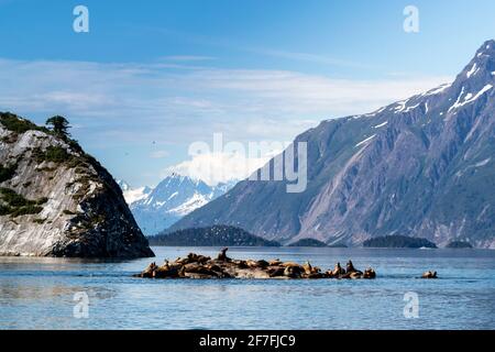 Steller sea lion (Eumetopias jubatus), haul out site, South Marble Islands, Glacier Bay National Park, UNESCO World Heritage Site, Alaska, USA Stock Photo