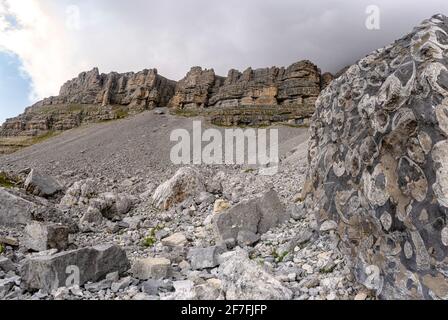 Fossils of animal shells on rocks, Orti della Regina, Brenta Dolomites, Madonna di Campiglio, Trentino-Alto Adige, Italy, Europe Stock Photo