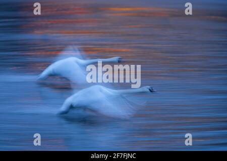 Mute swan (Cygnus olor), at dawn, in flight over the River Vltava, Prague, Czech Republic, Europe Stock Photo