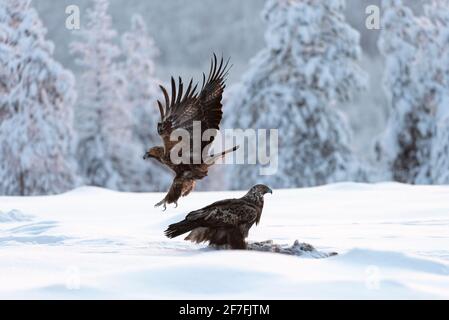 Golden eagle (Aquila chrysaetos) feeding, Kuusamo, Finland, Europe Stock Photo