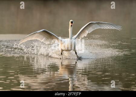 Mute swan (Cygnus olor) landing, Kent, England, United Kingdom, Europe Stock Photo
