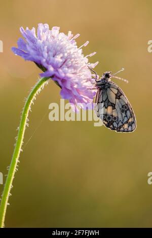 Marbled White (Melanargia galathea) butterfly, adult roosting on Field Scabious (Knautia arvensis) flower, Kent, England, United Kingdom, Europe Stock Photo