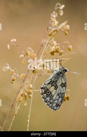Marbled White (Melanargia galathea) butterfly, adult roosting on grass, in meadow habitat, Kent, England, United Kingdom, Europe Stock Photo