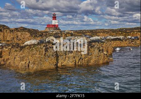 Basking Grey Seals (Halichoerus grypus), on Longstone Island, Farne Islands, Northumberland, England, United Kingdom, Europe Stock Photo
