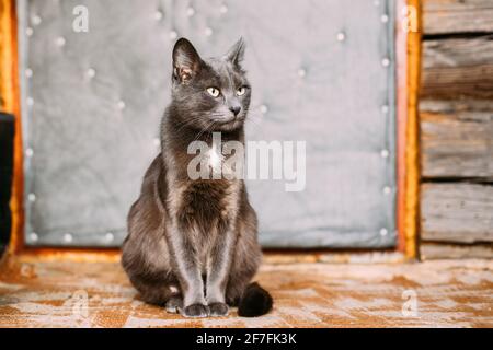 Russian Blue Cat Kitten With Green Eyes Resting On Porch Of An Old Village Rustic House Stock Photo