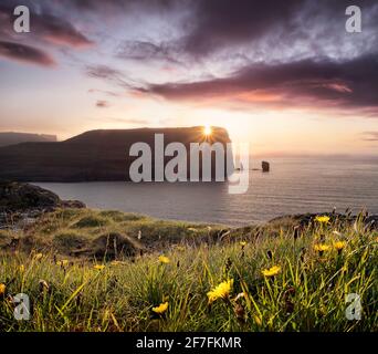 Sunset view on Rising og Kellingin sea stacks with yellow flowers in the foreground, Faroe Islands, Denmark, Europe Stock Photo