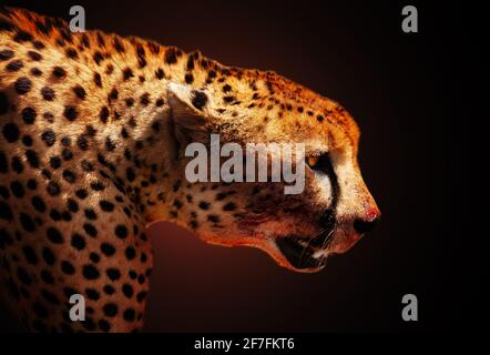 Profile of killer cheetah animal over dark back Stock Photo
