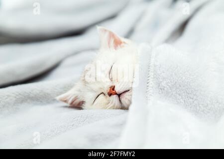 Small white British kitten sleeping on a grey blanket. Funny pet. Copy space. Stock Photo