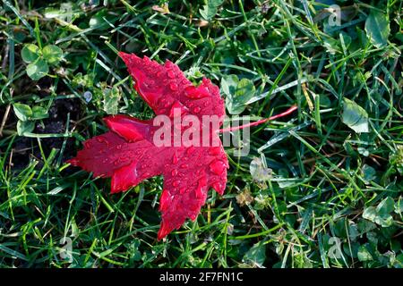 Red maple leaf with drops of water in autumn, France, Europe Stock Photo