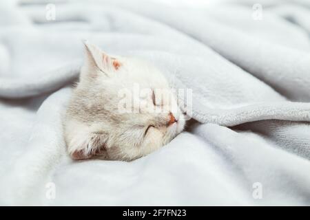 Small white British kitten sleeping on a grey blanket. Funny pet. Copy space. Stock Photo