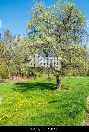 Spring Bright Tree spring, family weekend, countryside, country house, family, children ...