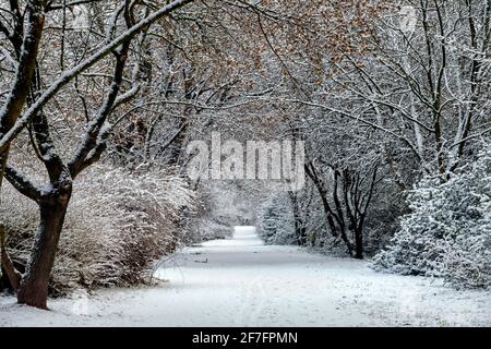Budapest, Hungary - Beautiful snowy footpath in the winter forest near Budapest on a cold January day Stock Photo