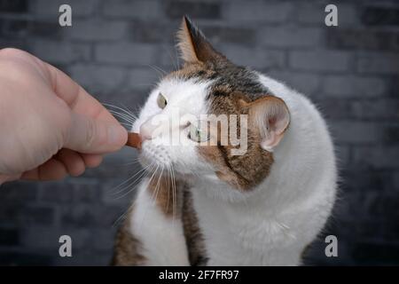 Cute tabby cat eating favorite treat from hand of owner. Stock Photo