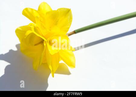 view of Narcissus 'Golden Ducat' daffodil on a white background / flower silhouette Stock Photo