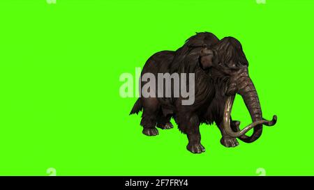 3D Rendering -  Mammoths Attacks Side on  Green screen Stock Photo