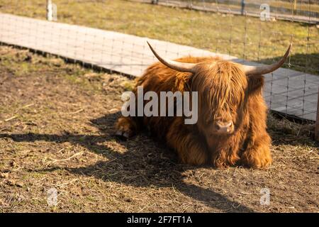 Highland cow brown in a cage. Stock Photo