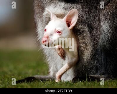 A rare, albino lockdown baby wallaby peers out of its mother's pouch at Yorkshire Wildlife Park, where staff are preparing the attraction ahead of reopening to the public on the 12th April when further lockdown restrictions are eased. Picture date: Wednesday April 7, 2021. Stock Photo
