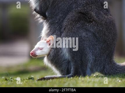 A rare, albino lockdown baby wallaby peers out of its mother's pouch at Yorkshire Wildlife Park, where staff are preparing the attraction ahead of reopening to the public on the 12th April when further lockdown restrictions are eased. Picture date: Wednesday April 7, 2021. Stock Photo